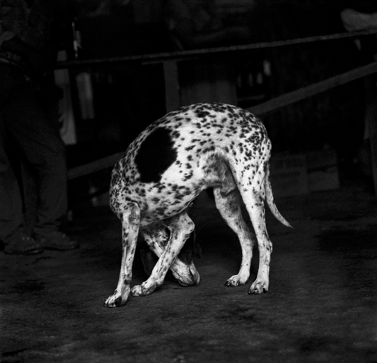 ALPHABET by Debbie Fleming Caffery