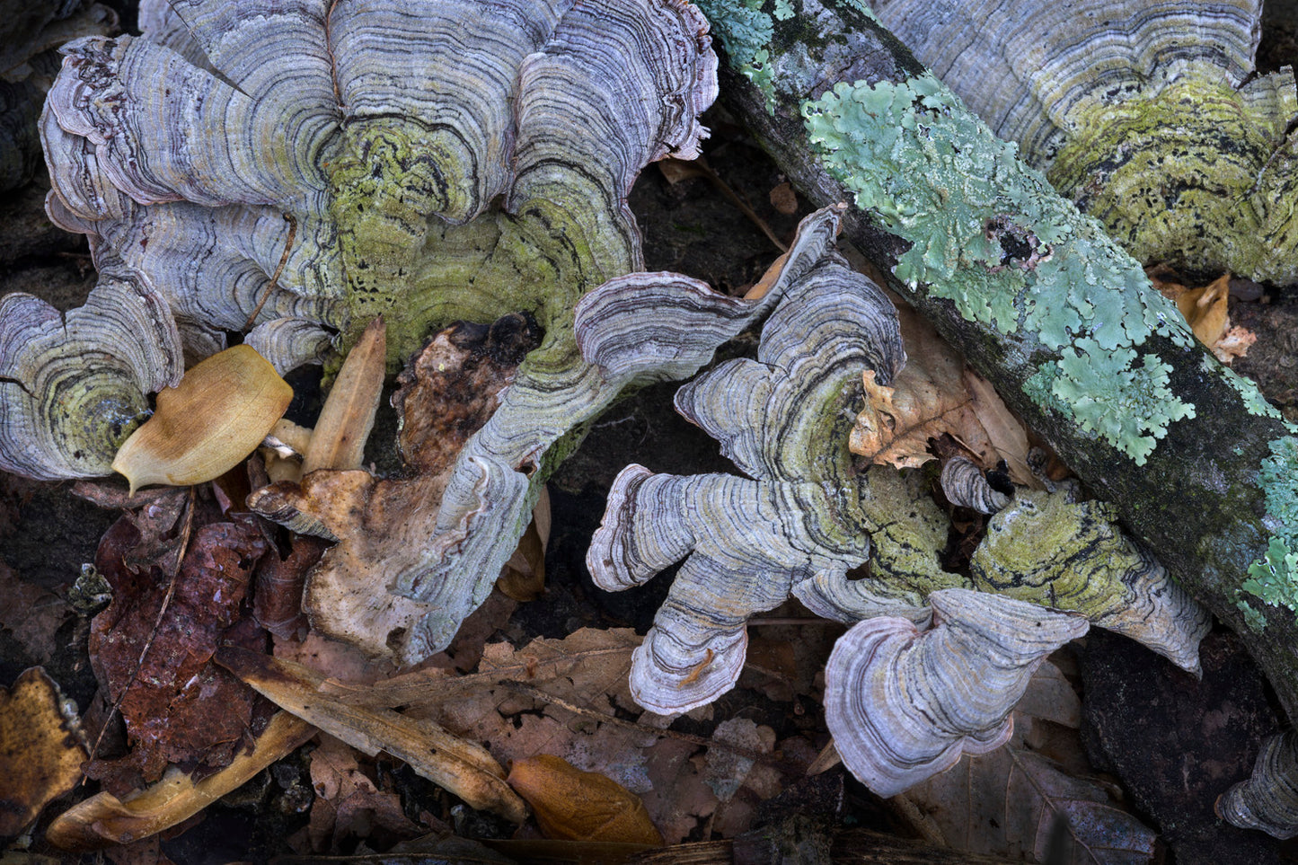 FERNBANK FOREST by Peter Essick