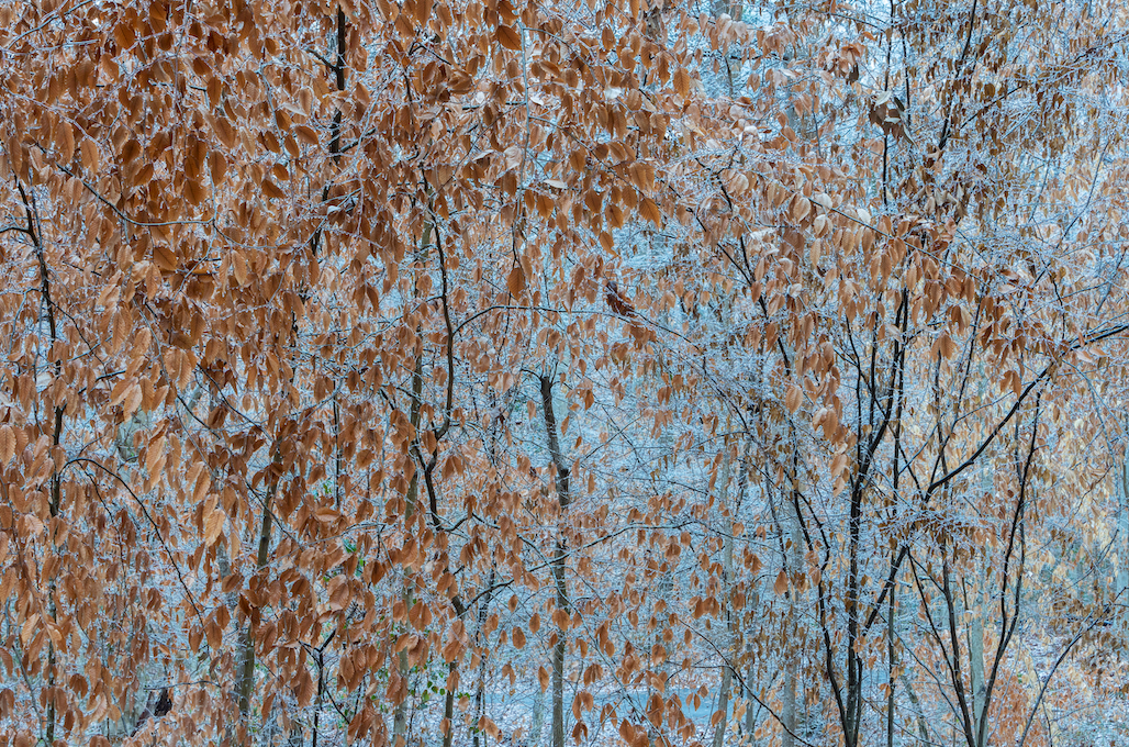 FERNBANK FOREST by Peter Essick