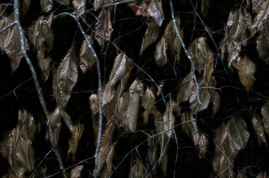 FERNBANK FOREST by Peter Essick