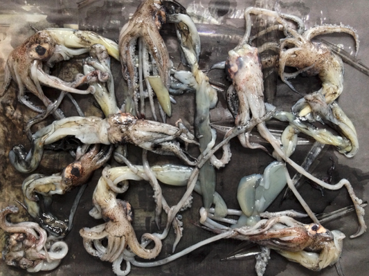 INK By Tanya Marcuse