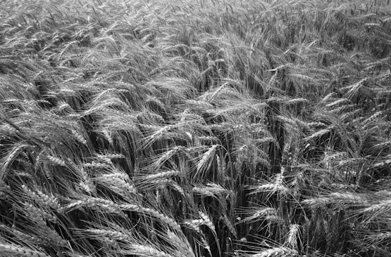 Against the Grain by Mark Maio