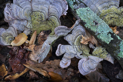 FERNBANK FOREST by Peter Essick